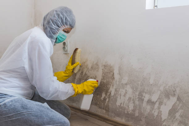 Best Mold Remediation for Specific Building Types in Morris, OK