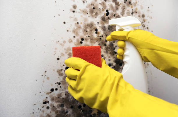 Best DIY Mold Remediation Support Services in Morris, OK