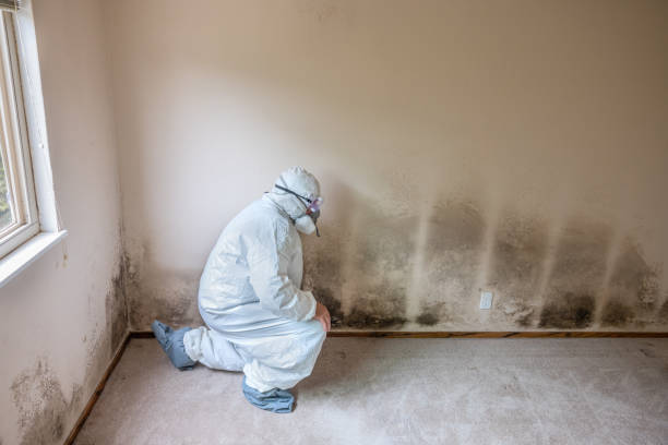 Best Mold Remediation for Specific Building Types in Morris, OK