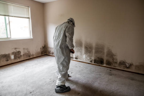 Best Mold Testing and Inspection Services in Morris, OK