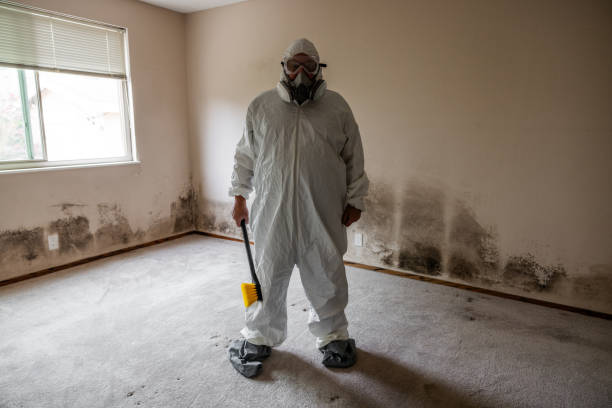 Best Emergency Mold Remediation in Morris, OK
