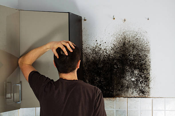 Best Residential Mold Remediation in Morris, OK