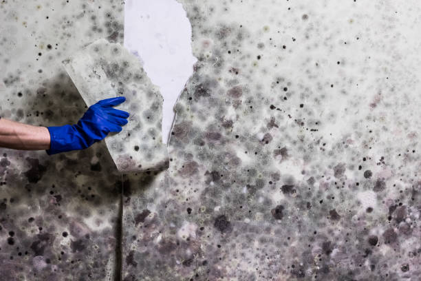 Best Residential Mold Remediation in Morris, OK