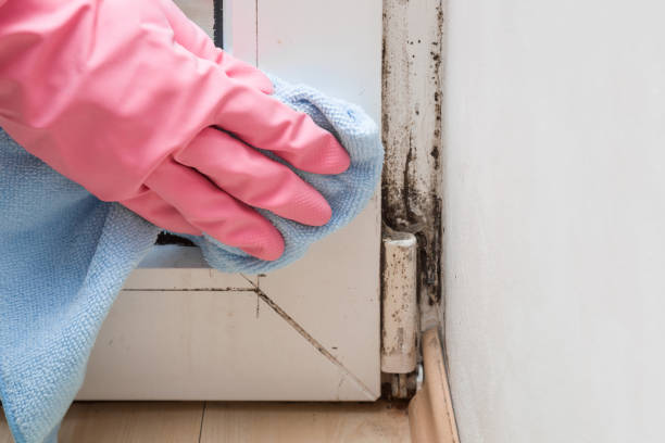 Best Black Mold Remediation in Morris, OK
